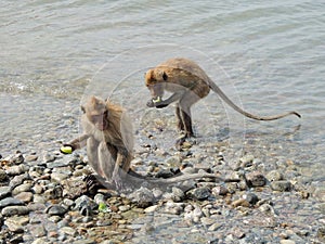 Monkeys eat the food on the stone in the water