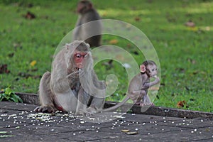 The monkeys are eating food.