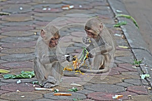 The monkeys are eating food.