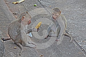 The monkeys are eating food.