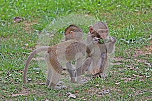 The monkeys are eating food.