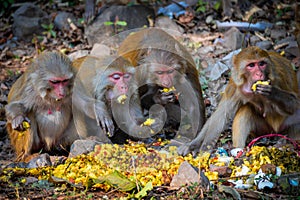 Monkeys eating home made food