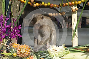 The monkeys enjoy eating local foods which bring people to thank in Monkey party festival in Thailand.