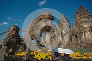 The monkeys enjoy eating many fruits and desserts sweetmeat in Monkey party at Lopburi, Thailand.