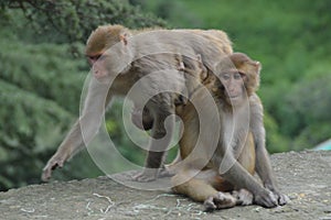 Monkeys Family