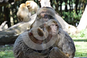 Monkeys family / Famille de singes photo