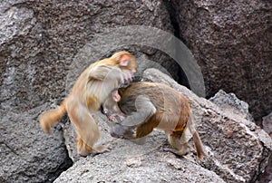 The monkeys fight