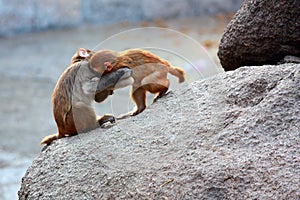 Monkeys fight