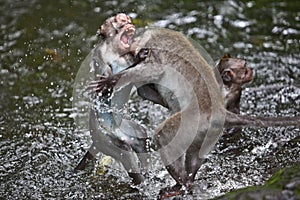 Monkeys fighting photo