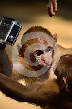 Monkeys fighting for a camera