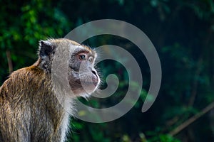 Monkeys in Kuala Lumpur, Malasia