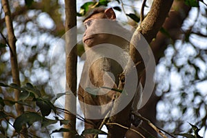 Monkey Doing Survey from Tree