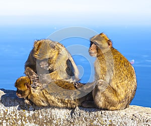 Monkeys in Gibraltar, Barbary Ape