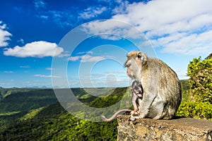 Monkeys at the Gorges viewpoint. Mauritius. photo