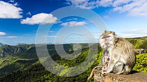 Monkeys at the Gorges viewpoint. Mauritius. Panorama
