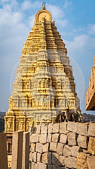 Monkeys group at Virupaksha Temple in hampi karnakata