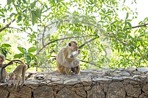 The monkeys in Heritance Kandalama Hotel,Dambulla, Sri Lanka. photo