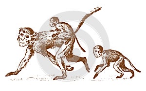 Monkeys or humanoid wild animals. family in nature. engraved hand drawn in old sketch, vintage style.
