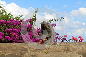 The monkeys & infants hanging around Pura Uluwatu. Notorious for