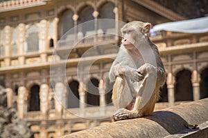 Monkeys in Jaipur