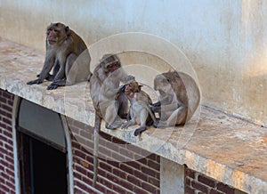 Monkeys at Khao Takiab Temple in Hua Hin Thailand