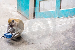 Monkeys in Kuala Lumpur, Malasia photo