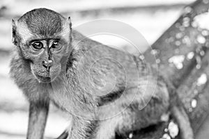 Monkeys in Kuala Lumpur, Malasia