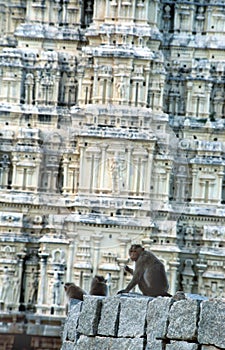 Monkeys before tilted temple, Hampi, India photo