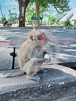 These monkeys live at the nature park