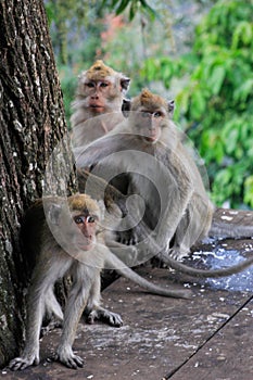 Monkeys that live in waterfalls Cimahi Bandung waterfalls, Indonesia photo