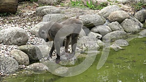 The monkeys look for food Mandrillus leucophaeus