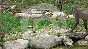 The monkeys look for food Mandrillus leucophaeus