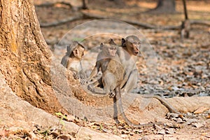 Monkeys Look for Handouts near Angkor Wat, Cambodia photo