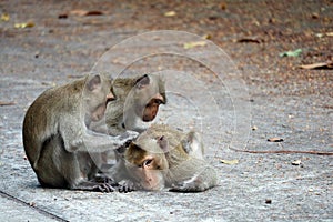 monkeys are looking for fleas and bit its for male monkey