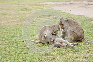 Monkeys in Lopburi