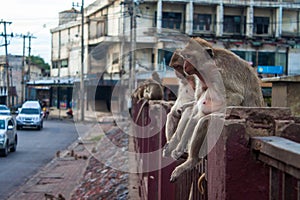 Monkeys in Lopburi