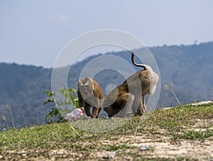 Monkeys or macaque Stole and Drinking sweet water from a Plastic Bottle in Khao Yai National Park, Thailand