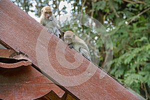 Monkeys, Malaysia