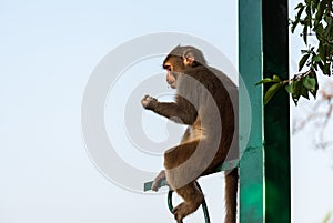 Monkeys of Margalla hills Islamabad