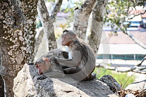 Monkeys of melkote