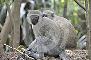 Monkeys in Mombasa`s Haller Park