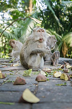 Monkeys at Monkey Forest Sanctuary in Ubud eating