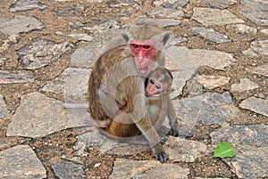 Monkeys. A mother with a cub.