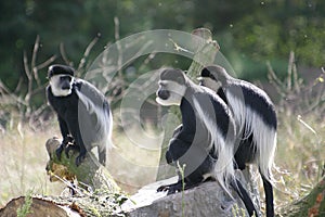 Monkeys, named Colobus guereza