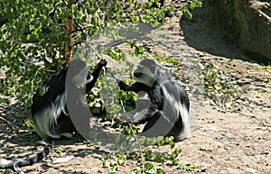 Monkeys, named Colobus guereza