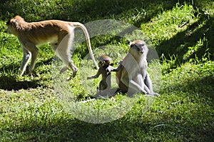 Monkeys, Olomouc Zoo