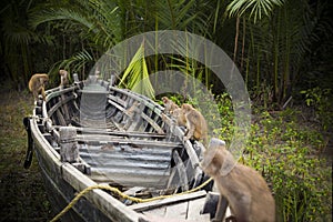 Monkeys palying in a boat.