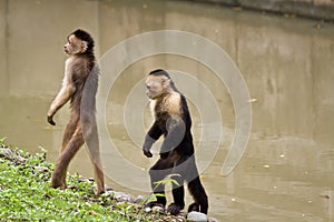 Monkeys in Parque Historico, cultural and photo