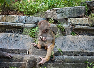 Monkeys in Pashupatinath Temple