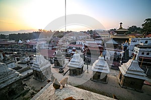 Monkeys and Pashupatinath temple premises